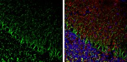 Invitrogen alpha Internexin Polyclonal Antibody 100 &mu;L; Unconjugated:Antibodies,
