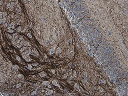 Invitrogen alpha Internexin Polyclonal Antibody 100 &mu;L; Unconjugated:Antibodies,