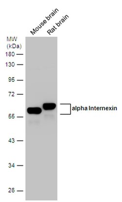 Invitrogen alpha Internexin Polyclonal Antibody 100 &mu;L; Unconjugated:Antibodies,