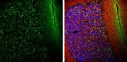 Invitrogen alpha Synuclein Polyclonal Antibody 100 &mu;L; Unconjugated:Antibodies,