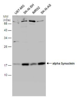 Invitrogen alpha Synuclein Polyclonal Antibody 100 &mu;L; Unconjugated:Antibodies,