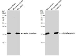 Invitrogen alpha Synuclein Polyclonal Antibody 100 &mu;L; Unconjugated:Antibodies,