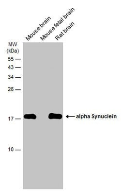 Invitrogen alpha Synuclein Polyclonal Antibody 100 &mu;L; Unconjugated:Antibodies,