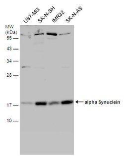 Invitrogen alpha Synuclein Polyclonal Antibody 100 &mu;L; Unconjugated:Antibodies,