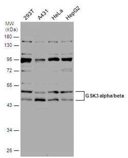 Invitrogen Phospho-GSK3 alpha/beta (Tyr279, Tyr216) Polyclonal Antibody