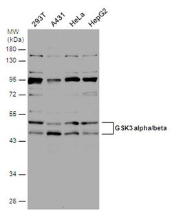 Invitrogen Phospho-GSK3 alpha/beta (Tyr279, Tyr216) Polyclonal Antibody