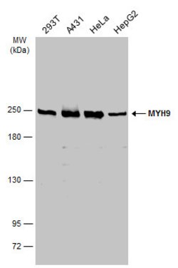 Invitrogen MYH9 Polyclonal Antibody 100 &mu;L; Unconjugated:Antibodies,