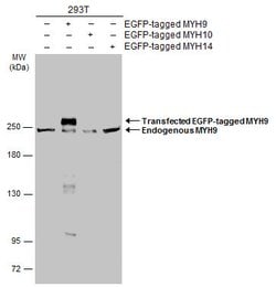 Invitrogen MYH9 Polyclonal Antibody 100 &mu;L; Unconjugated:Antibodies,