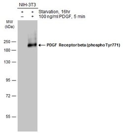 Invitrogen Phospho-PDGFRB (Tyr771) Polyclonal Antibody 100 &mu;L; Unconjugated:Antibodies,