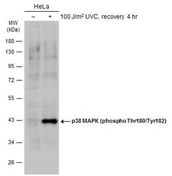 Invitrogen Phospho-p38 MAPK (Thr180, Tyr182) Polyclonal Antibody 100 &mu;L;