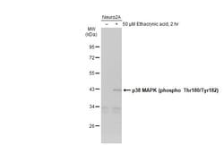Invitrogen Phospho-p38 MAPK (Thr180, Tyr182) Polyclonal Antibody 100 &mu;L;