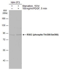 Invitrogen Phospho-RSK3 (Thr356, Ser360) Polyclonal Antibody 100 &mu;L;