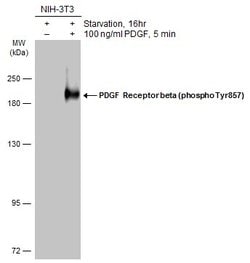 Invitrogen Phospho-PDGFRB (Tyr857) Polyclonal Antibody 100 &mu;L; Unconjugated:Antibodies,