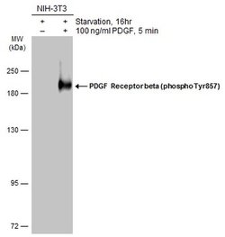 Invitrogen Phospho-PDGFRB (Tyr857) Polyclonal Antibody 100 &mu;L; Unconjugated:Antibodies,