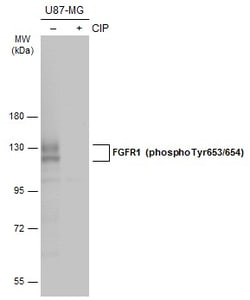 Invitrogen Phospho-FGFR1 (Tyr653, Tyr654) Polyclonal Antibody 100 &mu;L;