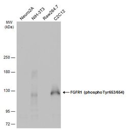 Invitrogen Phospho-FGFR1 (Tyr653, Tyr654) Polyclonal Antibody 100 &mu;L;