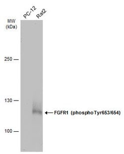 Invitrogen Phospho-FGFR1 (Tyr653, Tyr654) Polyclonal Antibody 100 &mu;L;