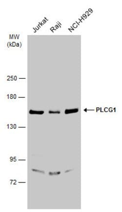 Invitrogen PLCG1 Polyclonal Antibody 100 &mu;L; Unconjugated:Antibodies,