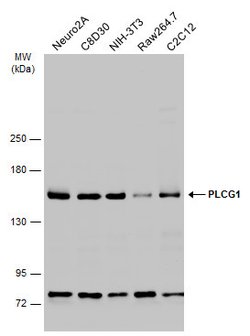 Invitrogen PLCG1 Polyclonal Antibody 100 &mu;L; Unconjugated:Antibodies,