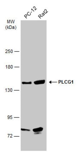 Invitrogen PLCG1 Polyclonal Antibody 100 &mu;L; Unconjugated:Antibodies,