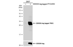 Invitrogen PYCARD Polyclonal Antibody 100 &mu;L; Unconjugated:Antibodies,
