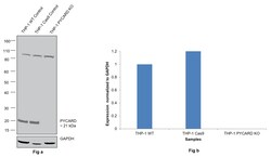 Invitrogen PYCARD Polyclonal Antibody 100 &mu;L; Unconjugated:Antibodies,