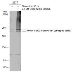 Invitrogen Phospho-Acetyl-CoA Carboxylase (Ser79) Polyclonal Antibody 100