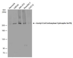 Invitrogen Phospho-Acetyl-CoA Carboxylase (Ser79) Polyclonal Antibody 100