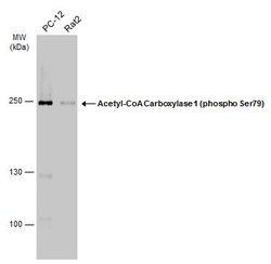 Invitrogen Phospho-Acetyl-CoA Carboxylase (Ser79) Polyclonal Antibody 100