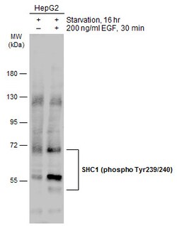 Invitrogen Phospho-SHC (Tyr239, Tyr240) Polyclonal Antibody 100 &mu;L | Buy Online | Invitrogen&trade; | Fisher Scientific