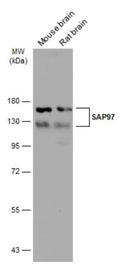 Invitrogen SAP97 Polyclonal Antibody 100 &mu;L; Unconjugated:Antibodies,