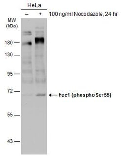 Invitrogen Phospho-HEC1 (Ser55) Polyclonal Antibody 100 &mu;L; Unconjugated:Antibodies,