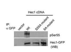 Invitrogen Phospho-HEC1 (Ser55) Polyclonal Antibody 100 &mu;L; Unconjugated:Antibodies,