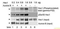 Invitrogen Phospho-HEC1 (Ser55) Polyclonal Antibody 100 &mu;L; Unconjugated:Antibodies,