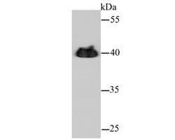 Invitrogen alpha-Cardiac Actin Polyclonal Antibody 100 &mu;L; Unconjugated:Antibodies,