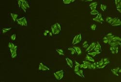 Invitrogen CD24 Polyclonal Antibody 100 &mu;L; Unconjugated:Antibodies,