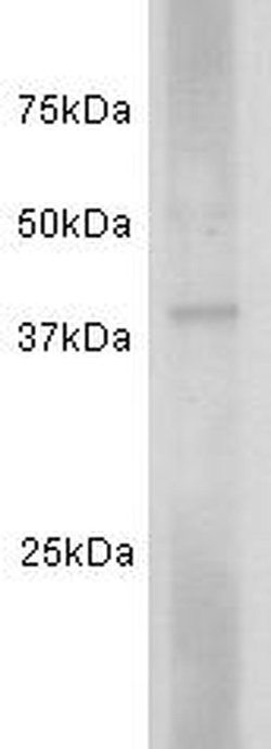 Invitrogen CD24 Polyclonal Antibody 100 &mu;L; Unconjugated:Antibodies,