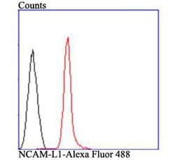 Invitrogen CD171 (L1CAM) Polyclonal Antibody 100 &mu;L; Unconjugated:Antibodies,