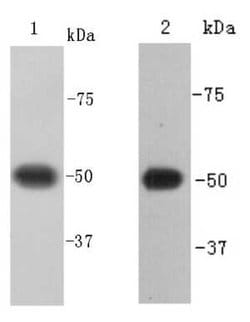 Invitrogen Beta III Tubulin Polyclonal Antibody 100 &mu;L | Buy Online | Invitrogen&trade; | Fisher Scientific