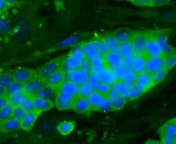 Invitrogen DOPEY2 Polyclonal Antibody 100 &mu;L; Unconjugated:Antibodies,