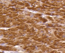 Invitrogen DOPEY2 Polyclonal Antibody 100 &mu;L; Unconjugated:Antibodies,