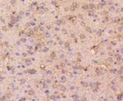 Invitrogen DOPEY2 Polyclonal Antibody 100 &mu;L; Unconjugated:Antibodies,