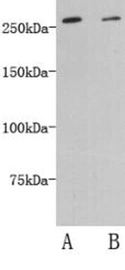 Invitrogen DOPEY2 Polyclonal Antibody 100 &mu;L; Unconjugated:Antibodies,