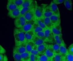 Invitrogen TMEM132A Polyclonal Antibody 100 &mu;L; Unconjugated:Antibodies,