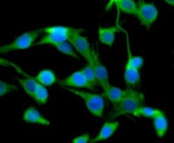 Invitrogen TMEM132A Polyclonal Antibody 100 &mu;L; Unconjugated:Antibodies,