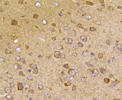 Invitrogen TMEM132A Polyclonal Antibody 100 &mu;L; Unconjugated:Antibodies,