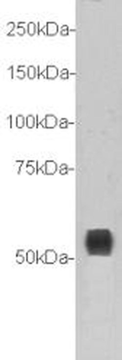 Invitrogen TMEM132A Polyclonal Antibody 100 &mu;L; Unconjugated:Antibodies,