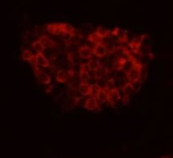 Invitrogen FAT4 Polyclonal Antibody 100 &mu;L; Unconjugated:Antibodies,