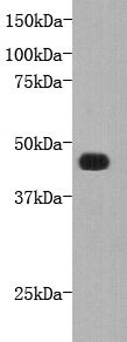 Invitrogen FAT4 Polyclonal Antibody 100 &mu;L; Unconjugated:Antibodies,