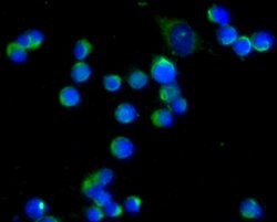 Invitrogen CD80 (B7-1) Polyclonal Antibody 100 &mu;L; Unconjugated:Antibodies,
